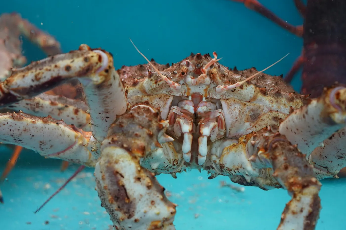 Live king crab in a water tank