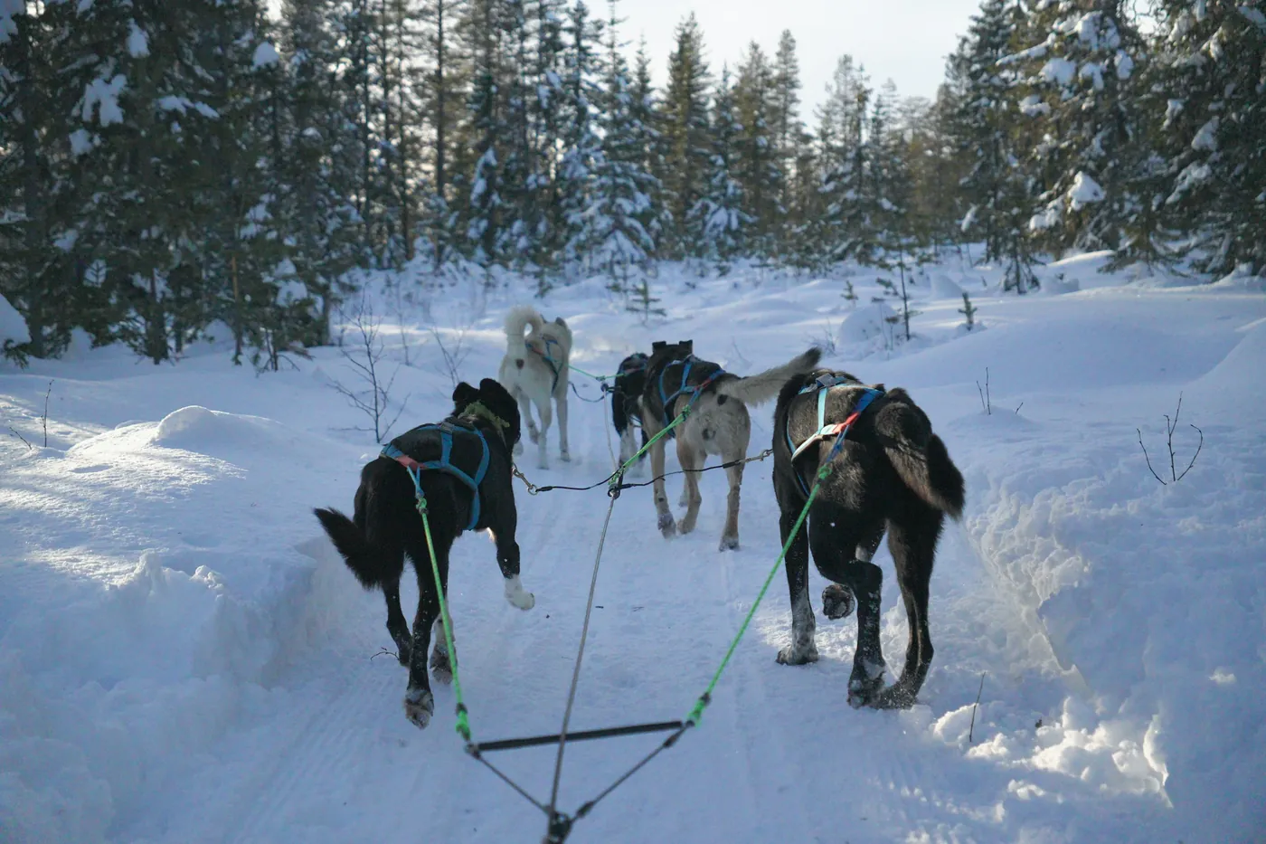 Ein Hundegespann von hinten auf einer verschneiten Spur zwischen Nadelbäumen