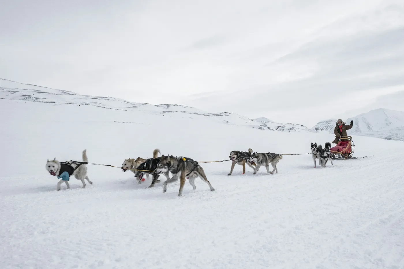 Ein Hundegespann mit Musher auf einer weiten Schneefläche, im Hintergrund Hügel