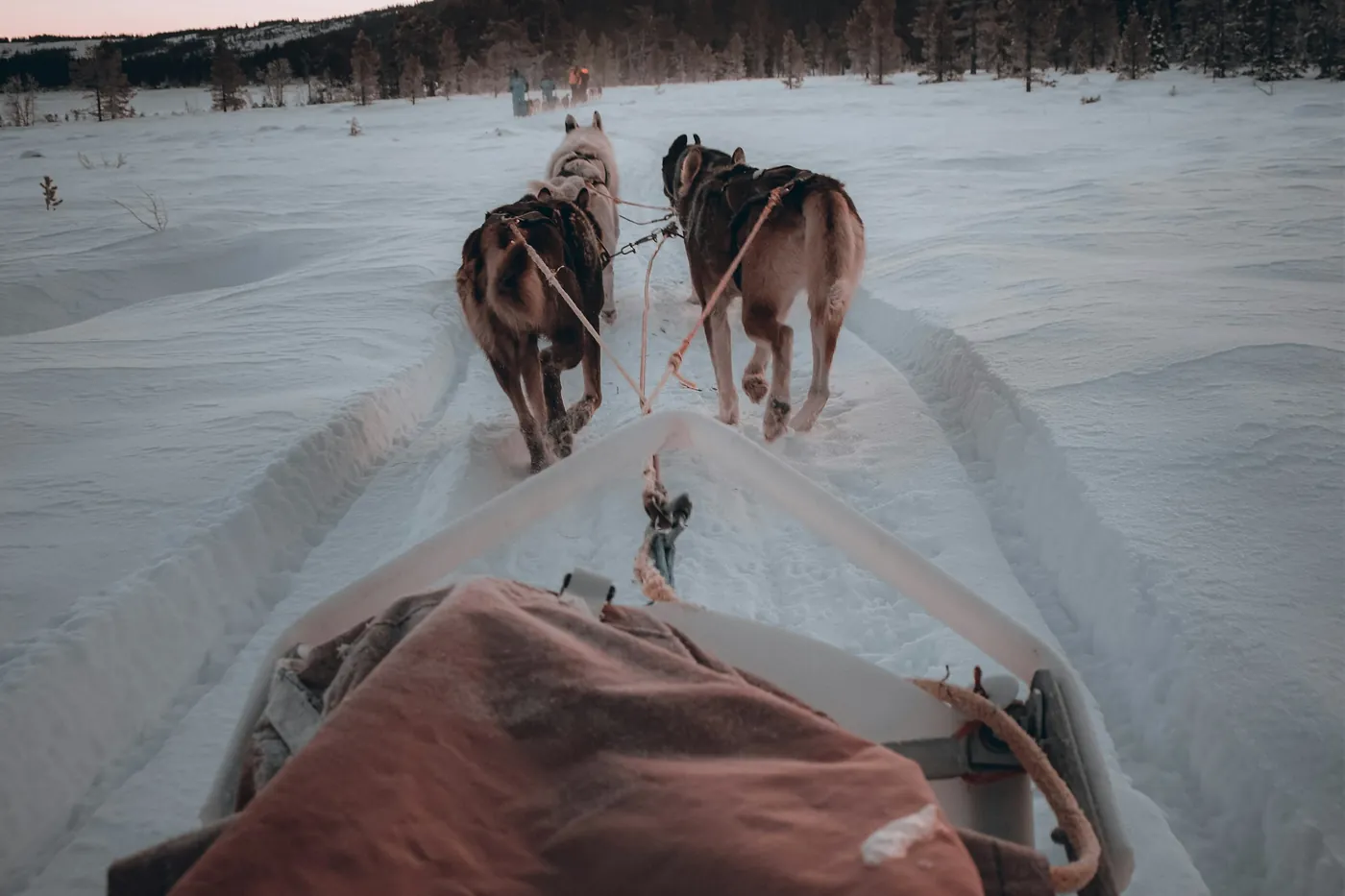 A team of sled dogs running on a snowy trail, seen from the sled