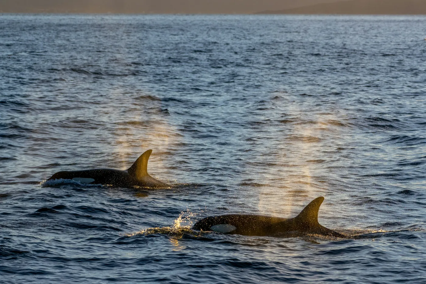 Twee orka’s aan het wateroppervlak met hun blaas van achteren belicht