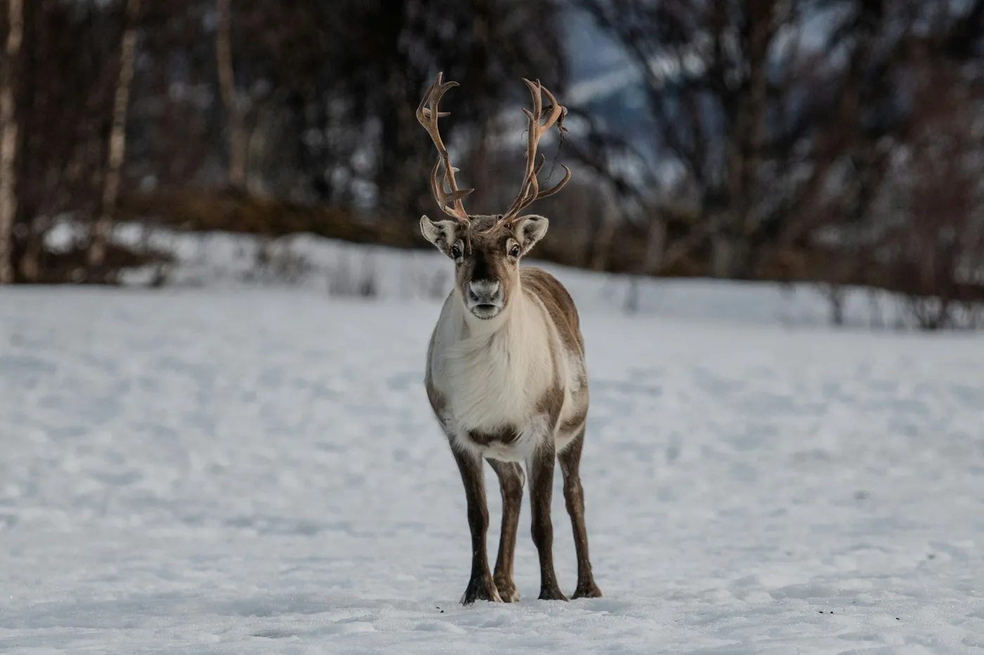 Ein einzelnes Rentier mit Geweih steht im Schnee