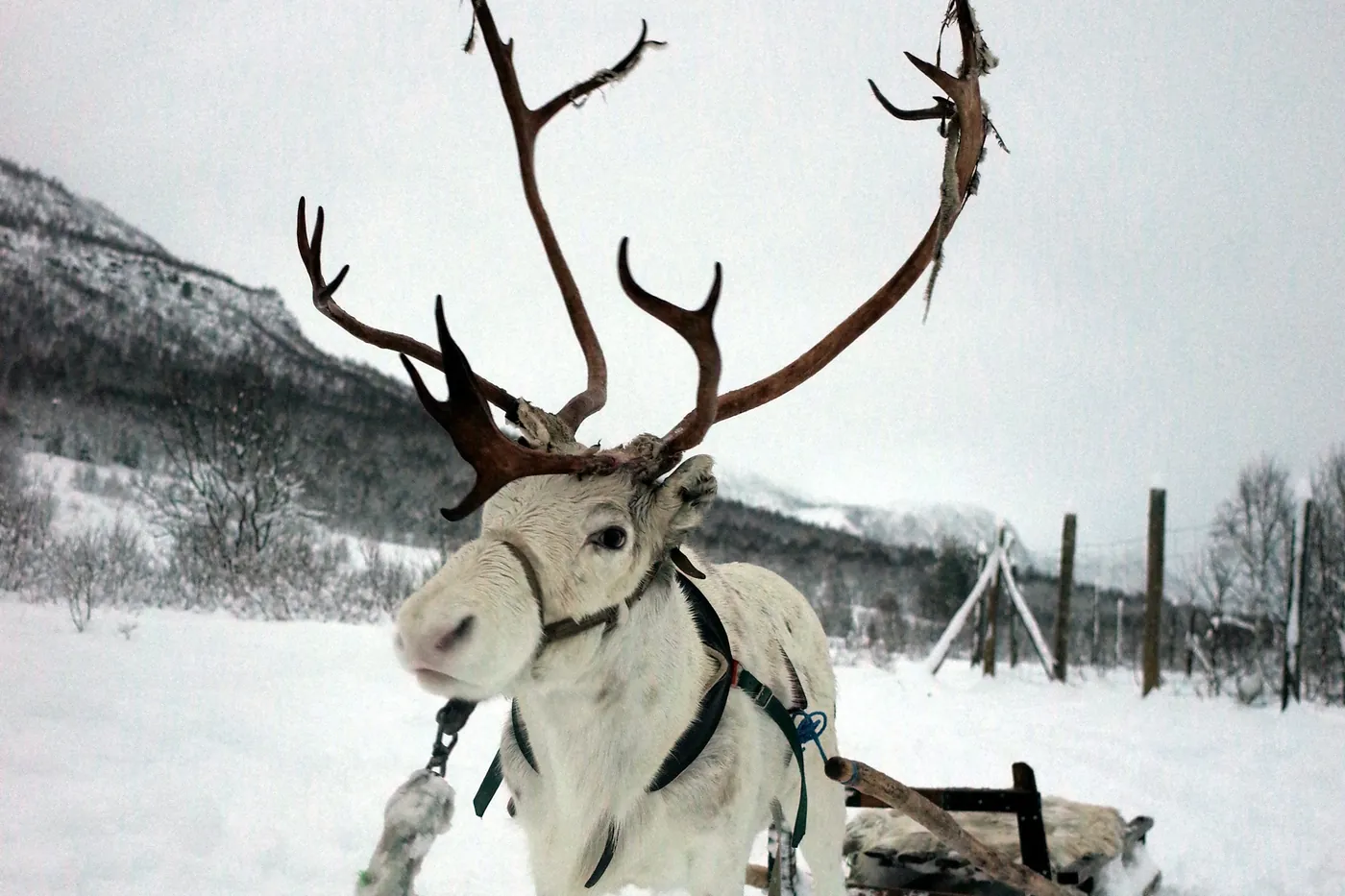 Reindeer in a harness in front of a sled in the snow
