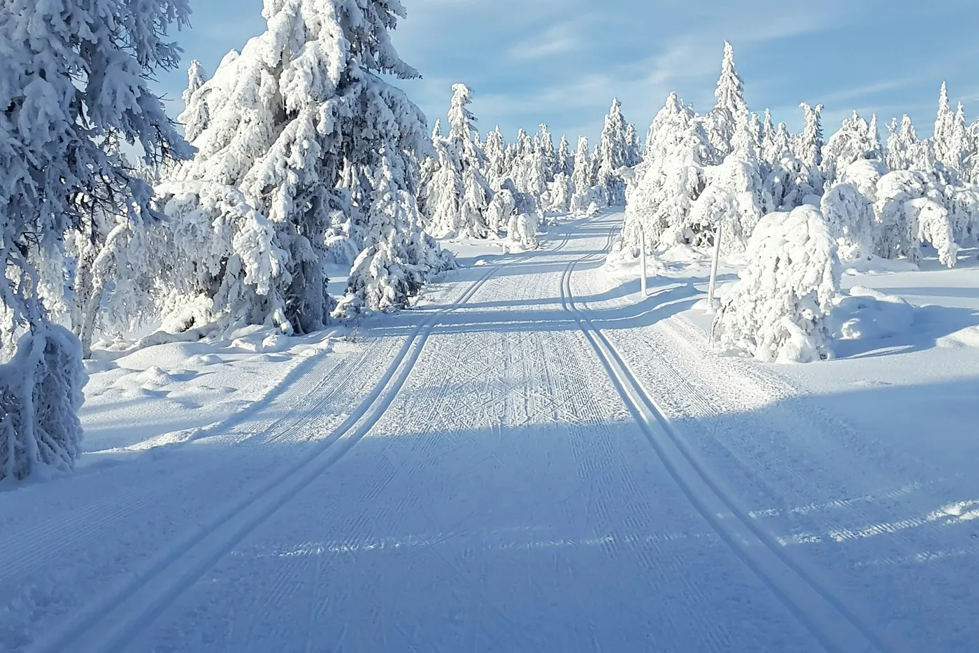 Pista da fondo battuta in un bosco innevato