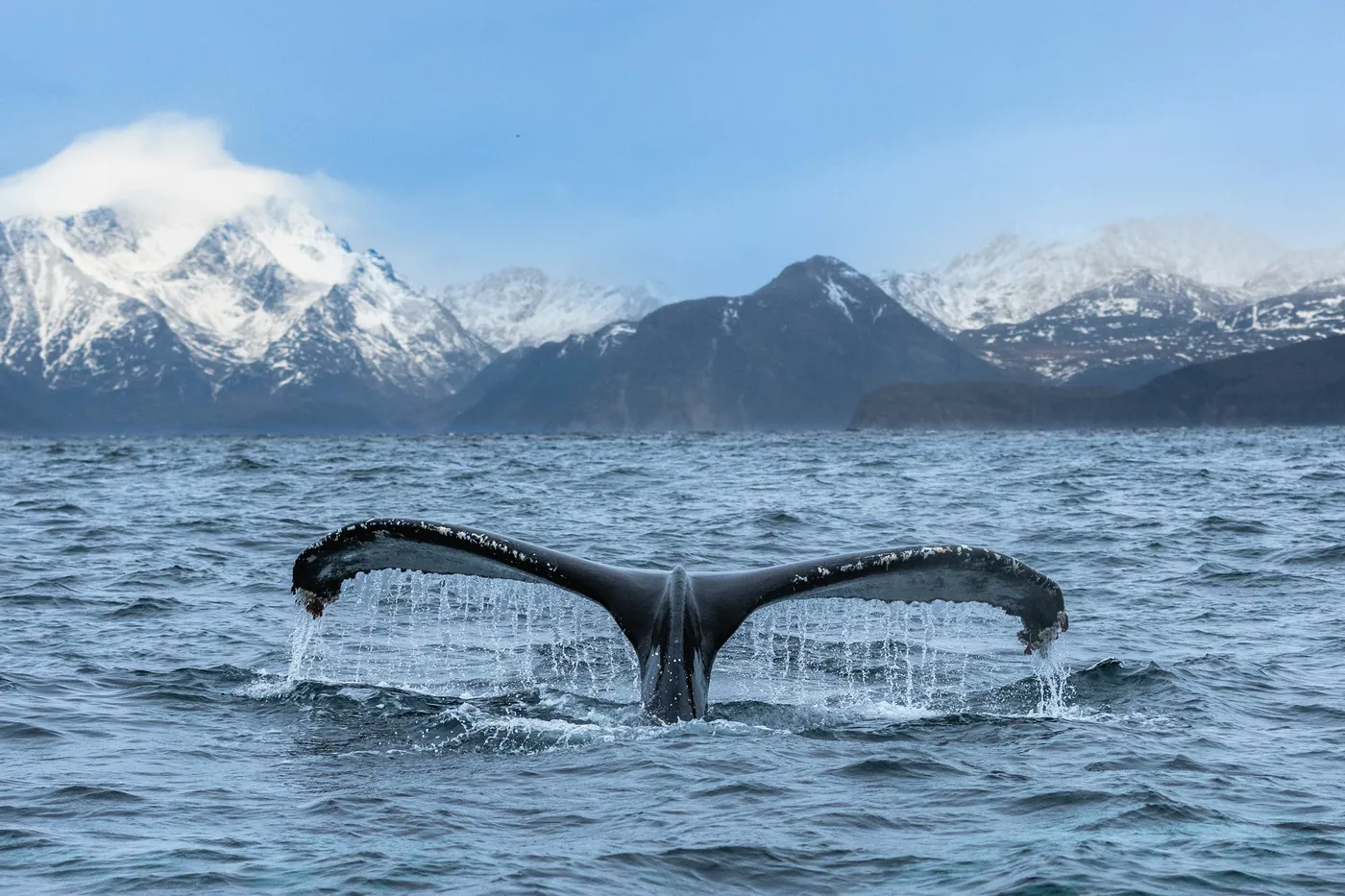 The tail fluke of a humpback whale above the water, with snow-covered mountains behind